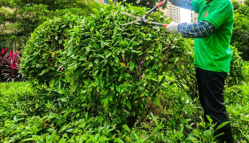 甲方管理绿化工程