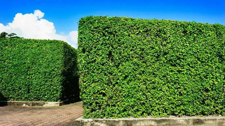 深度调查：城市绿地设计存在的园林管理问题推动改革势在必行